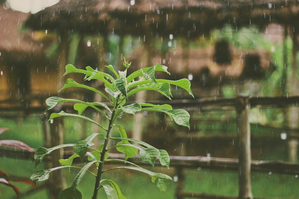 A Friendly Guide to a Covered Pergola That Elevates Your Yard