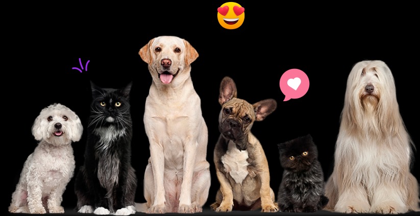 Find the Perfect Wag: A Real Guide to Dog-Friendly Matchmaking Find the Perfect Wag: A Real Guide to Dog-Friendly Matchmaking