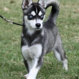 A Genuine Guide to the Alaskan Klee Kai Puppy and Its Quiet Rewards A Genuine Guide to the Alaskan Klee Kai Puppy and Its Quiet Rewards