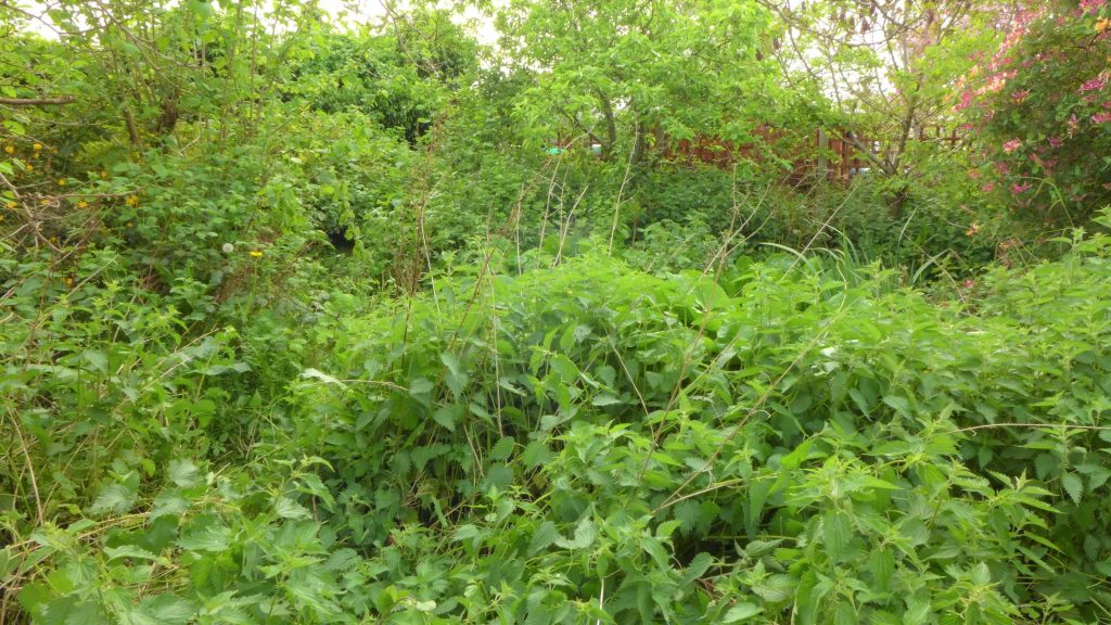 Brighten Your Greens: Trusted Gardening Services and a Keen Gardener’s Touch Brighten Your Greens: Trusted Gardening Services and a Keen Gardener’s Touch