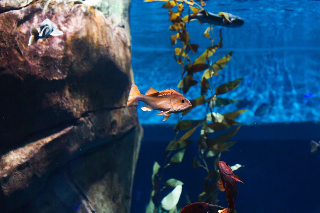 Smart Buy Pet Gear Essentials for UK Homes