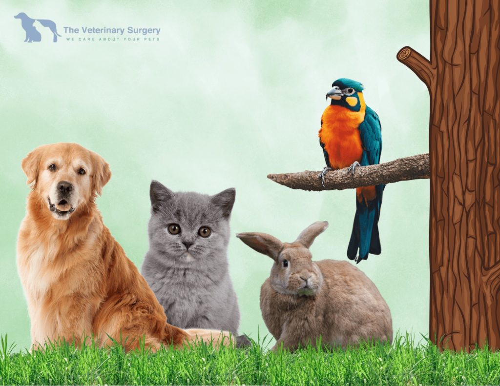 Doha Vet insights for caring pet owners