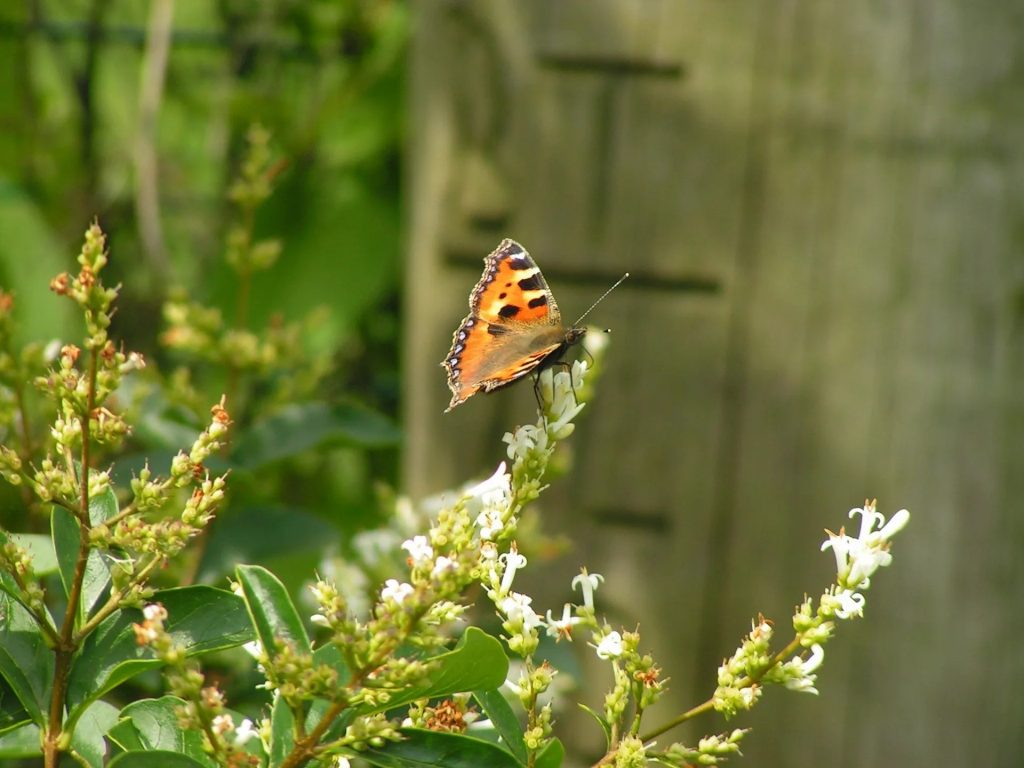 Clear, capable care for your trees in Naples