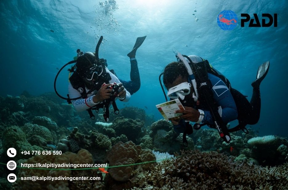 Affordable Snorkelling Options in Sri Lanka for Families Affordable Snorkelling Options in Sri Lanka for Families