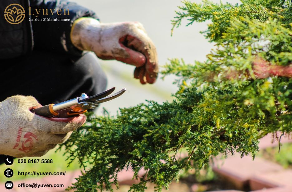 Professional hedge cutting services in Wimbledon and South West London Professional hedge cutting services in Wimbledon and South West London