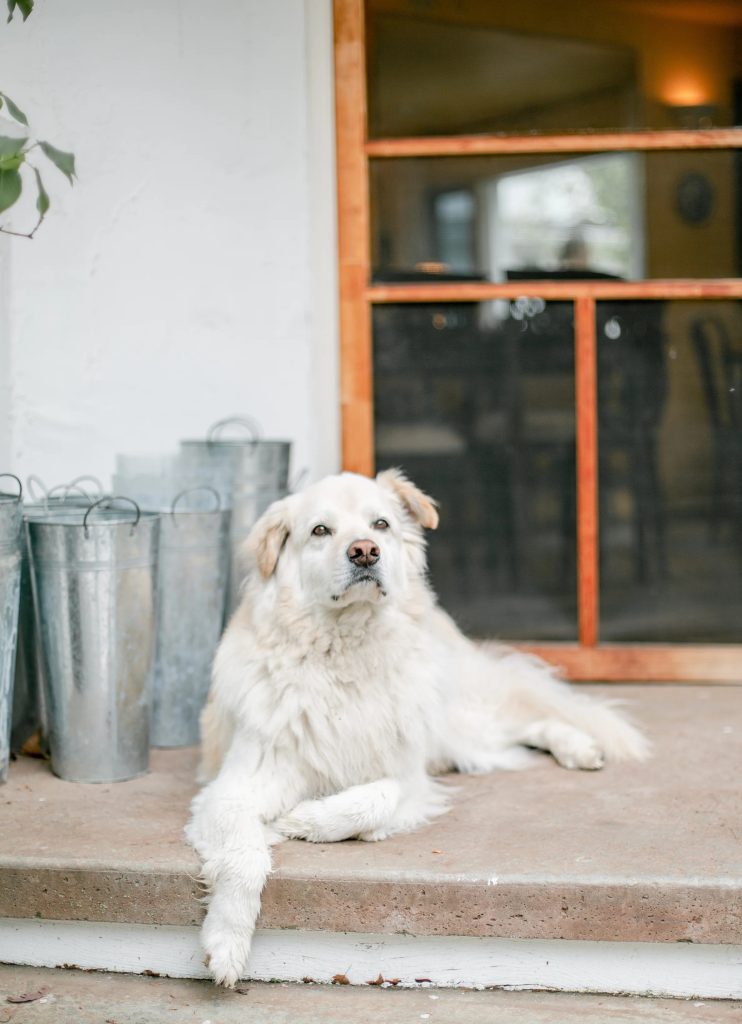 Choosing the Right Puppy Food for Your Golden Retriever and German Shepherd Choosing the Right Puppy Food for Your Golden Retriever and German Shepherd