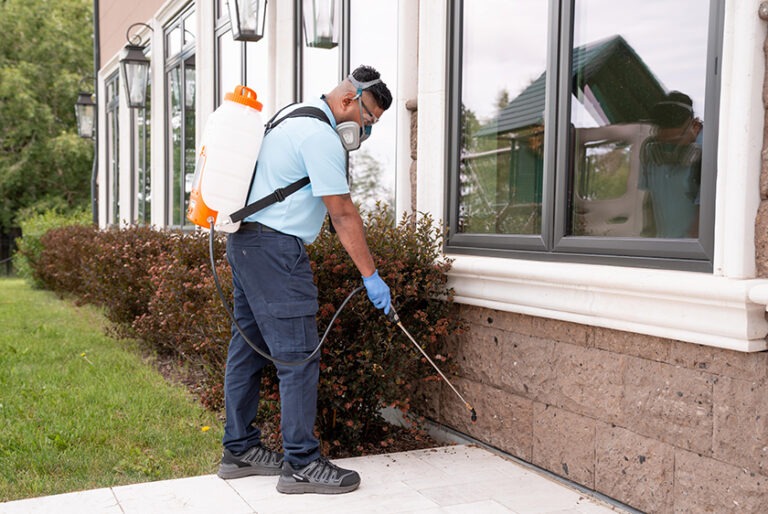 Effective Termite Solutions for Calgary Homes Effective Termite Solutions for Calgary Homes