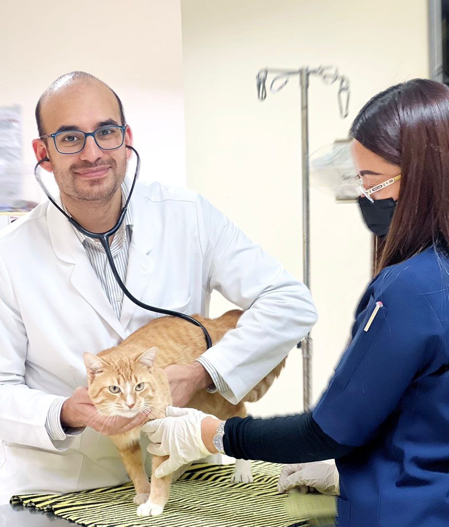Compassionate veterinary care in Qatar with trusted local services