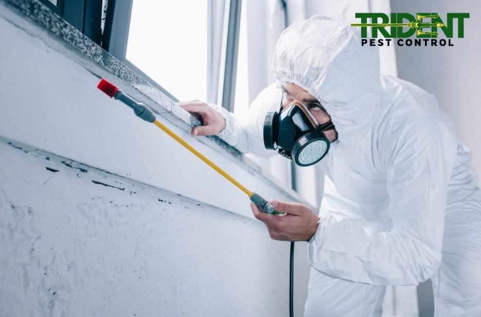 Effective Home Pest Solutions in Melbourne Effective Home Pest Solutions in Melbourne