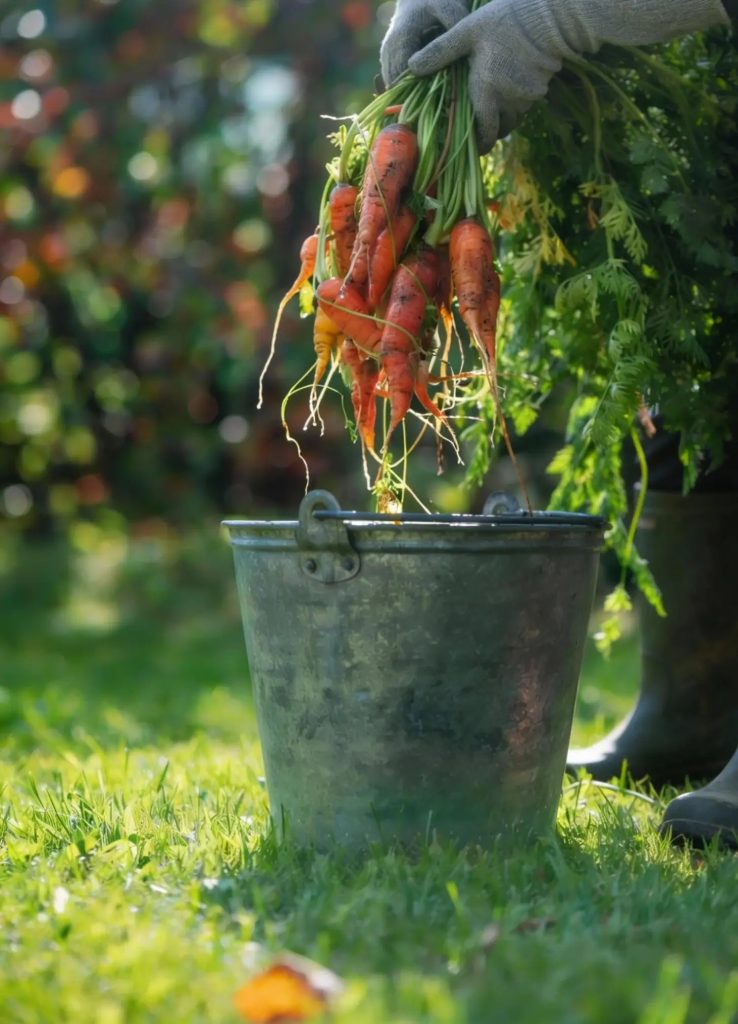Practical guide to backyard food production for sustainability