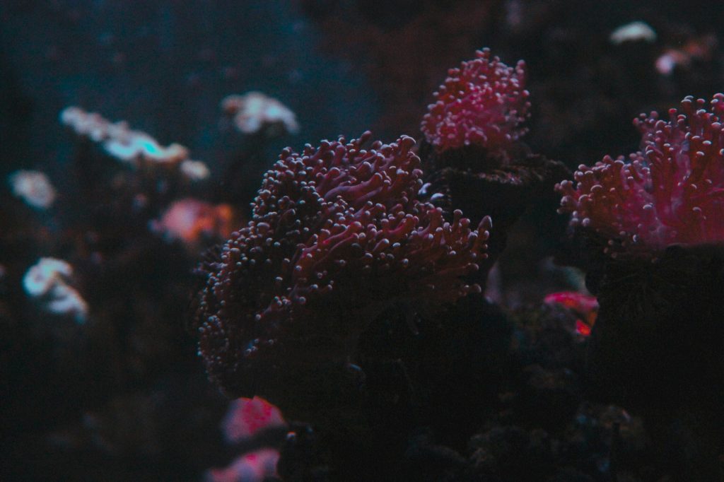 Experiencing a floating resort in the Red Sea: a practical guide