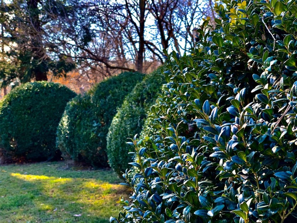 Professional hedge cutting and garden care in Wimbledon