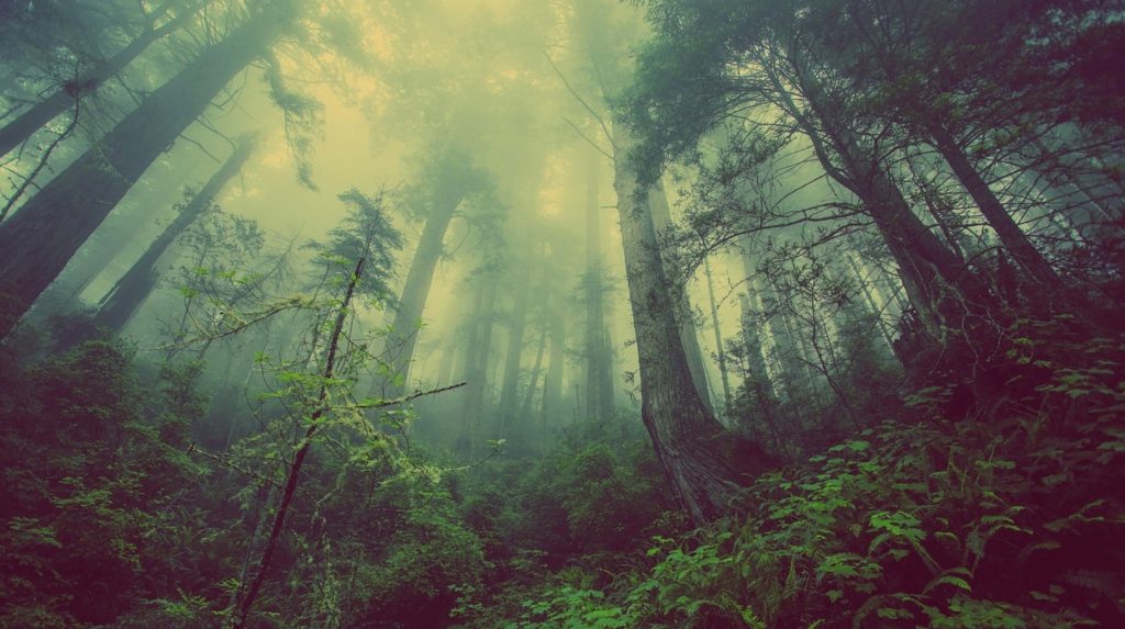 Reliable tree work in Placerville you can trust