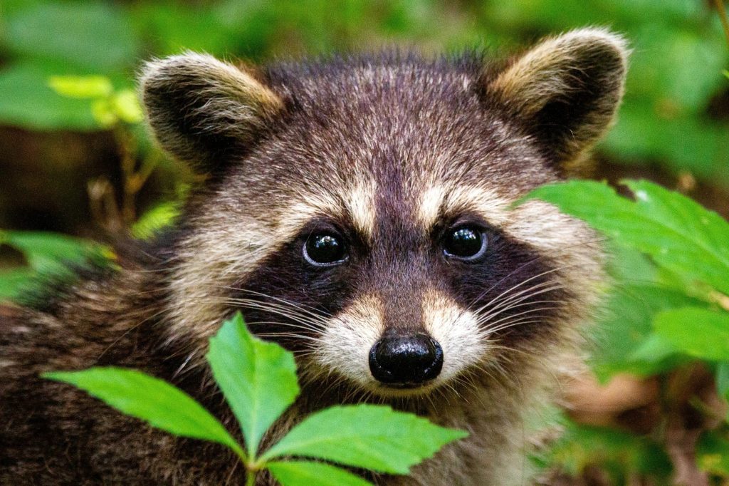 Practical wildlife help for Scranton residents Practical wildlife help for Scranton residents