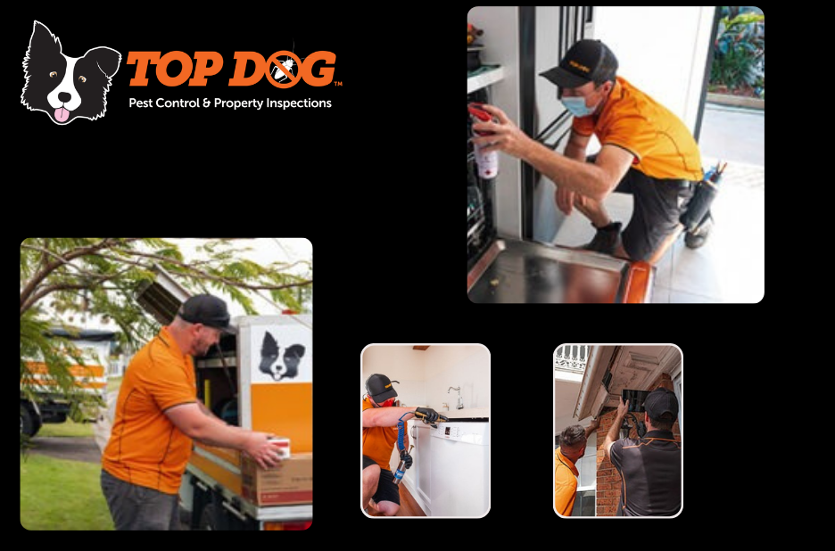 Your guide to building and pest inspections on the Gold Coast Your guide to building and pest inspections on the Gold Coast