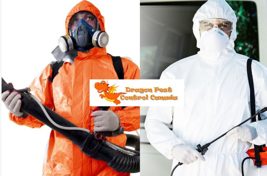 Effective mosquito and flea control in Edmonton households Effective mosquito and flea control in Edmonton households