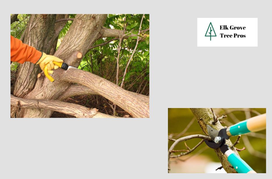 Reliable Tree Care in Elk Grove CA for Local Homes Reliable Tree Care in Elk Grove CA for Local Homes