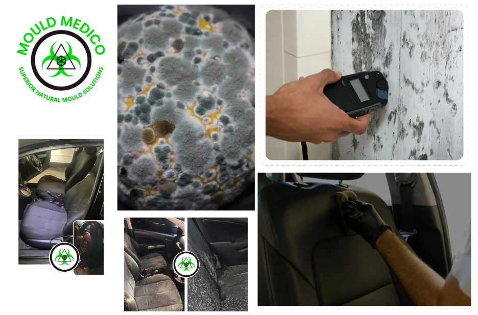 Top Professional Mould Removal Services Caloundra Homeowners Trust for Safe and Effective Solutions Top Professional Mould Removal Services Caloundra Homeowners Trust for Safe and Effective Solutions