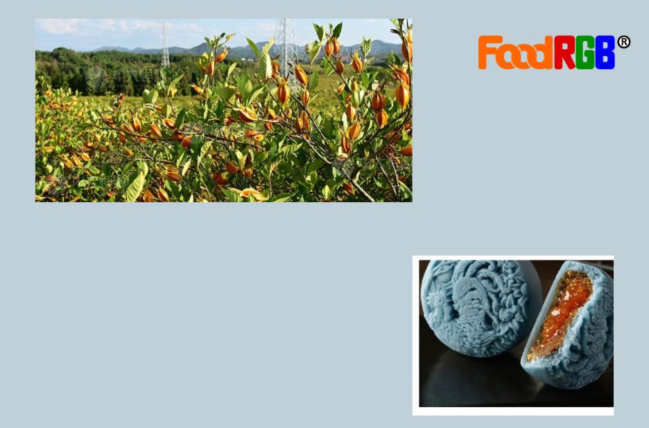 Naturally vibrant: exploring blue-green pigments from algae Naturally vibrant: exploring blue-green pigments from algae