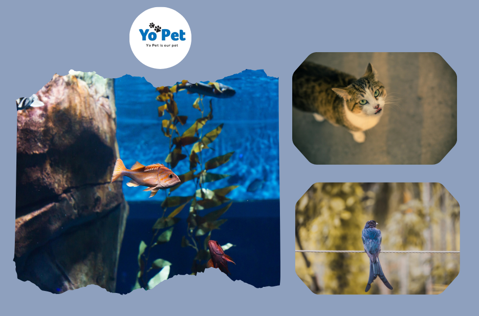 Why caring for a pet matters in daily life Why caring for a pet matters in daily life