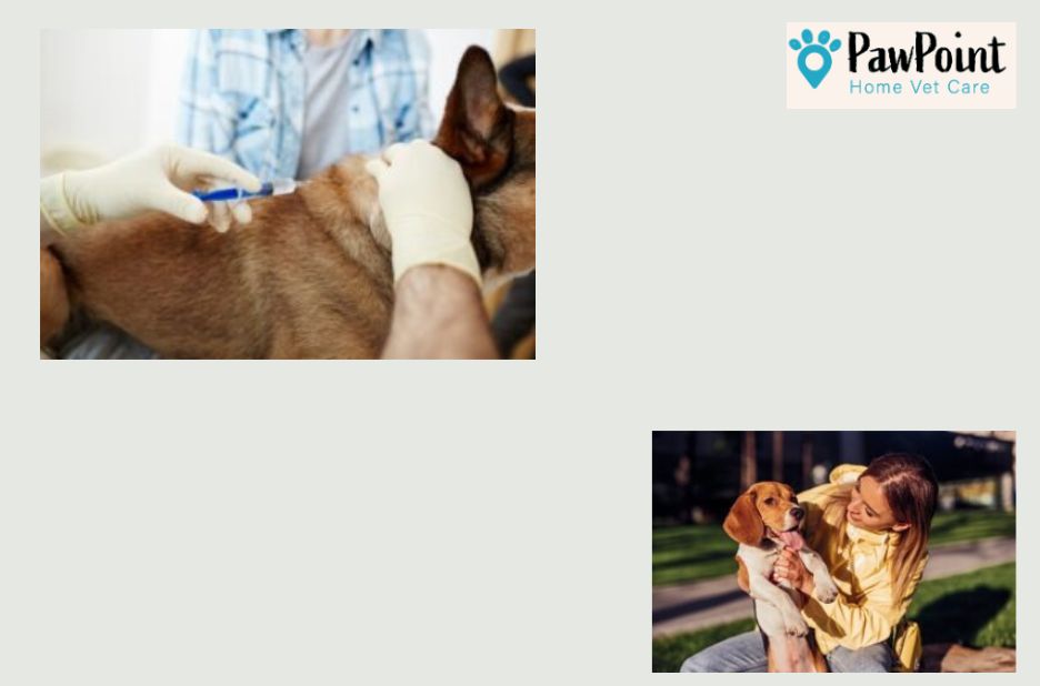 Compassionate care for your companion in Calgary Compassionate care for your companion in Calgary