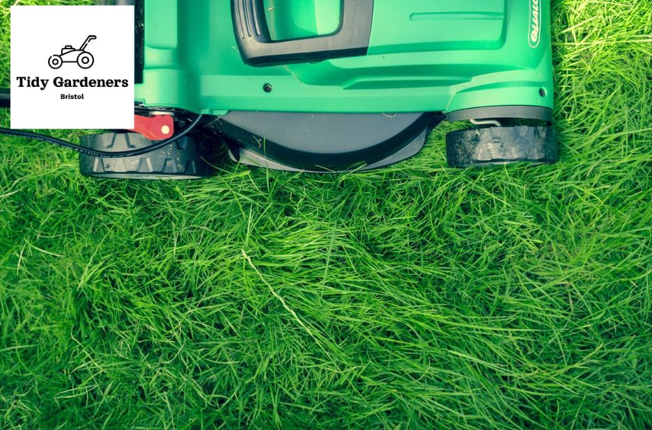 Elevate Your Outdoor Space with Expert Gardening Services Elevate Your Outdoor Space with Expert Gardening Services