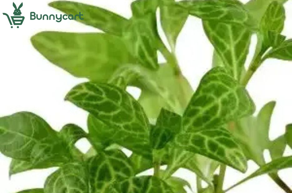Freshwater greenery for sale that supports thriving tanks Freshwater greenery for sale that supports thriving tanks