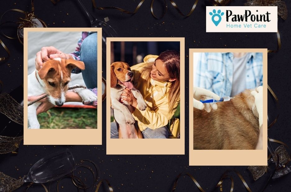 Compassionate end of life care for pets in Calgary Compassionate end of life care for pets in Calgary