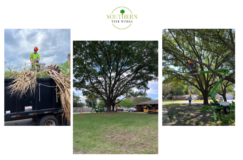 Get a No-Cost, Local Tree Service Assessment in Dothan Get a No-Cost, Local Tree Service Assessment in Dothan