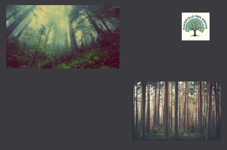 Reliable tree work in Placerville you can trust Reliable tree work in Placerville you can trust