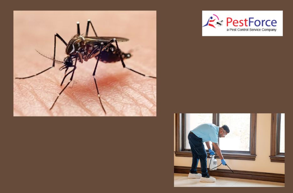 Effective strategies for local pest control in Calgary Effective strategies for local pest control in Calgary