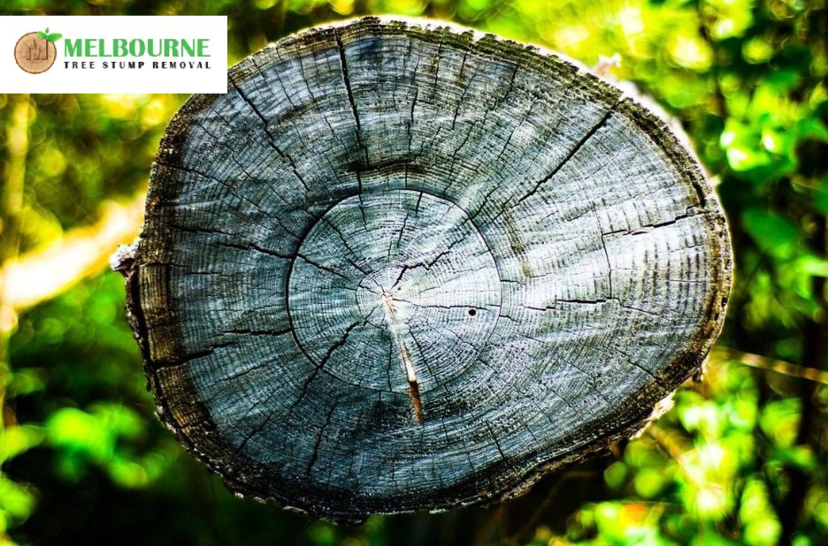 Professional Stump Removal Brighton Services for Cleaner, Safer Outdoor Spaces Professional Stump Removal Brighton Services for Cleaner, Safer Outdoor Spaces
