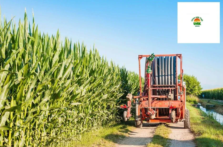 Buy High Yield Crop Seeds Online for Maximum Harvest and Productivity Buy High Yield Crop Seeds Online for Maximum Harvest and Productivity