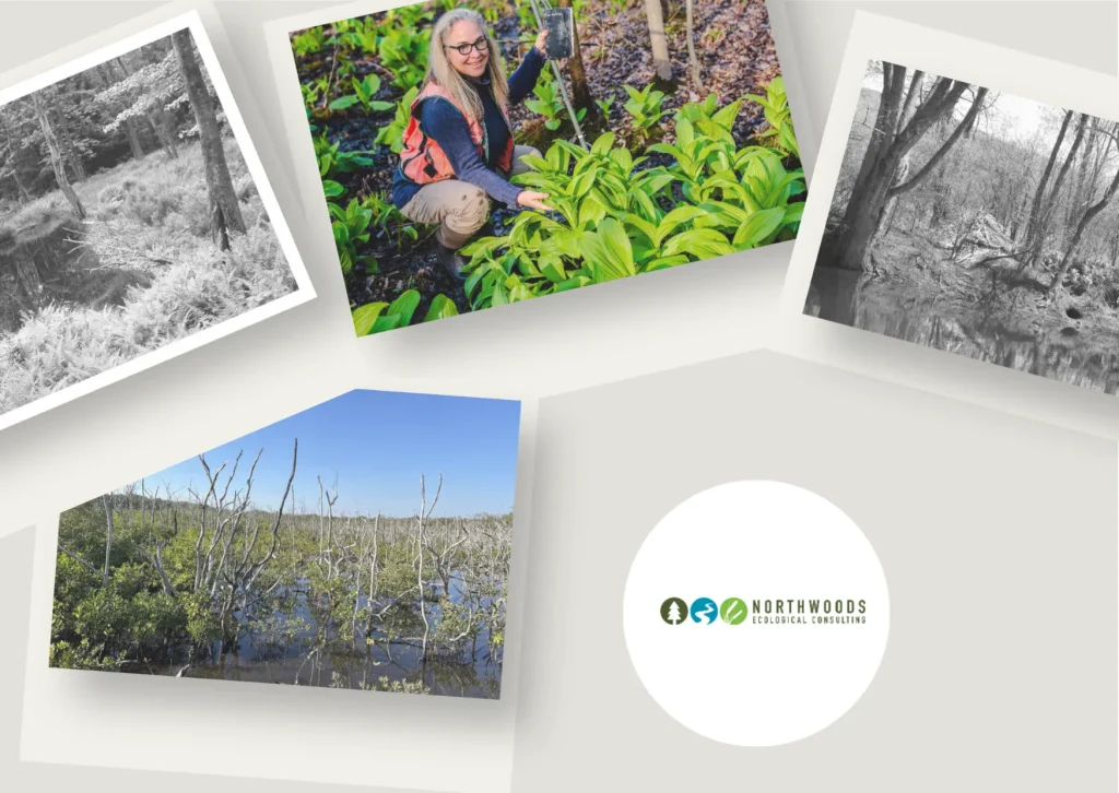 Expert Environmental Court Consulting in New York for Legal and Ecological Support