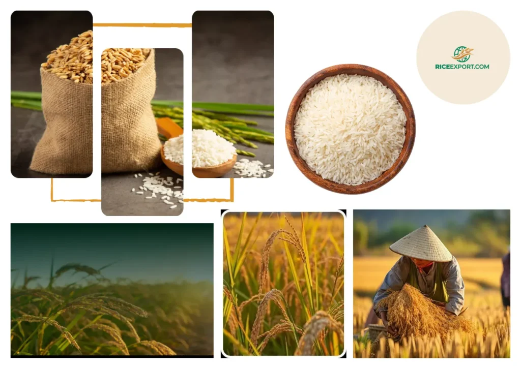 Basmati Rice Export Price Per Ton – Latest Rates and Global Shipping Solutions