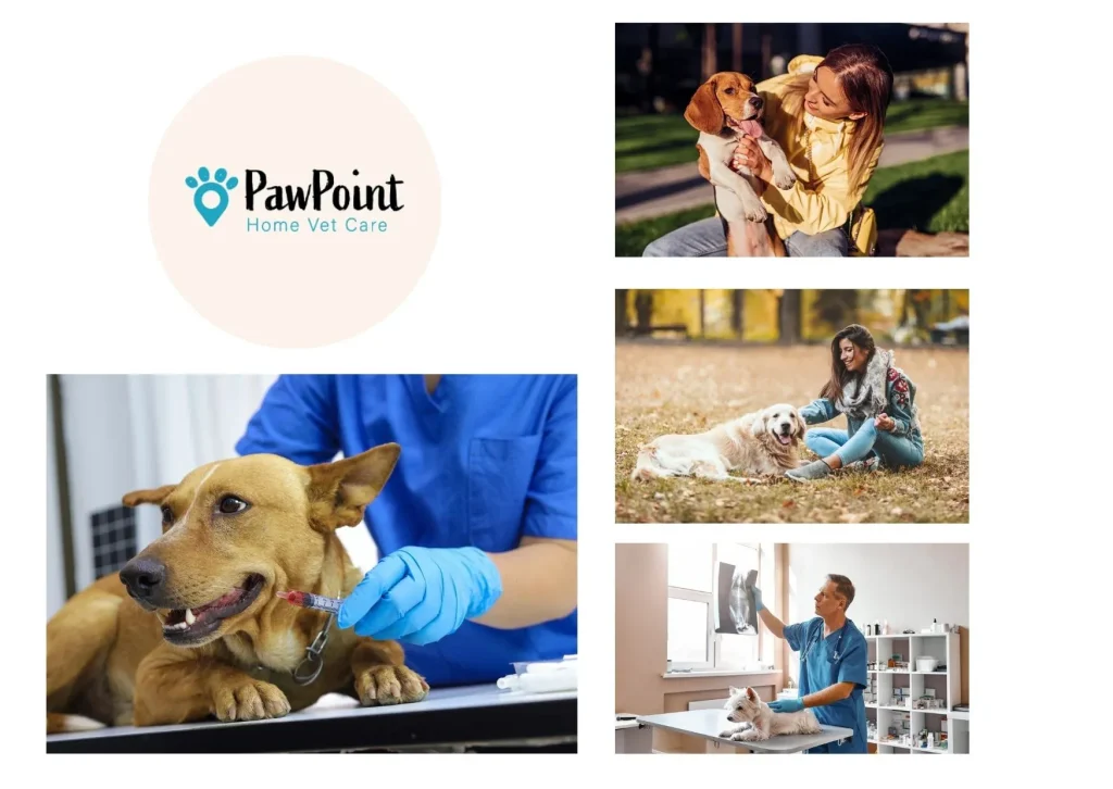 Compassionate At Home Euthanasia Calgary Services for Peaceful Pet Farewells Compassionate At Home Euthanasia Calgary Services for Peaceful Pet Farewells