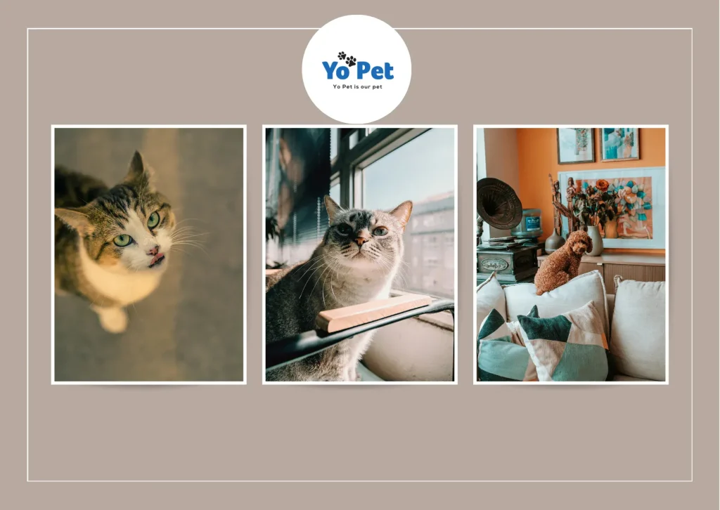 Fold Hill Gravy Bones – Delicious Treats Your Pets Will Love | Yopet.co.uk