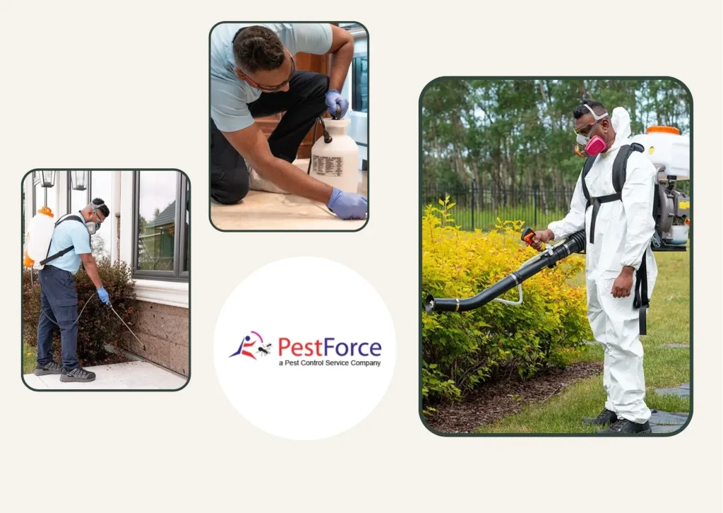 Effective Calgary Mosquito Control Solutions for a Bite-Free Outdoor Experience