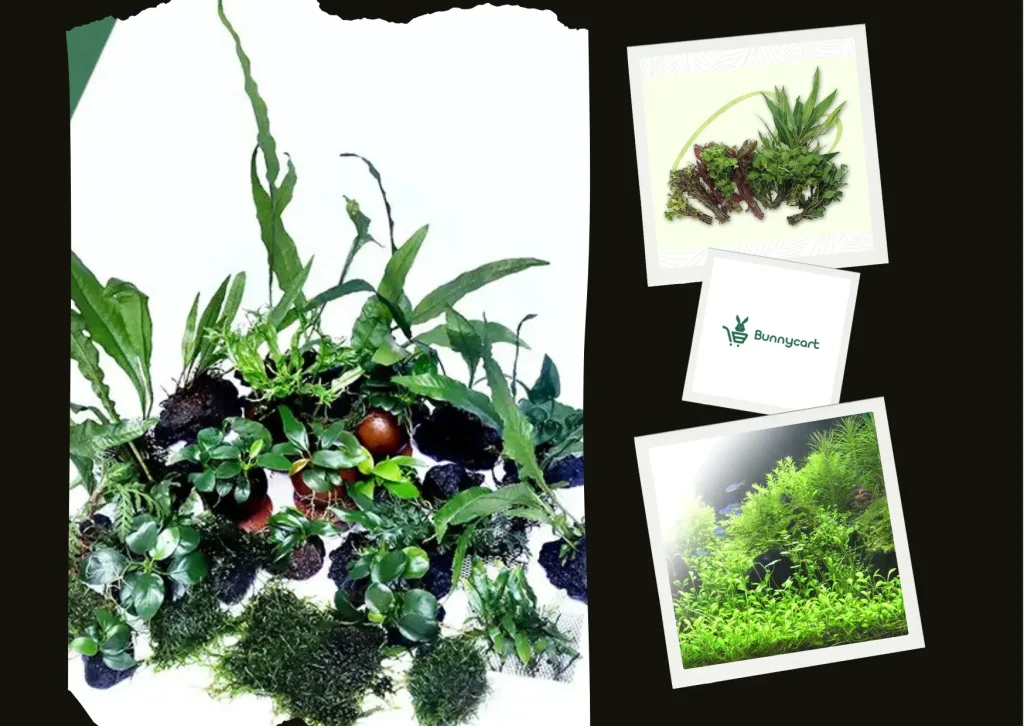 Buy Live Aquarium Plants Online – Fresh, Healthy Aquatic Plants Delivered Nationwide Buy Live Aquarium Plants Online – Fresh, Healthy Aquatic Plants Delivered Nationwide