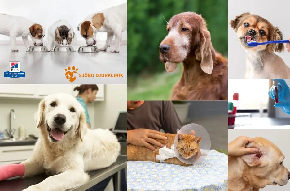 Avliva hund i Simrishamn – Professionell och medkännande djurvård Avliva hund i Simrishamn – Professionell och medkännande djurvård