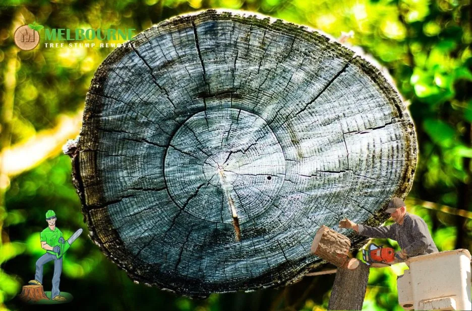 Affordable and Efficient Stump Removal Williamstown Services for Pristine Gardens Affordable and Efficient Stump Removal Williamstown Services for Pristine Gardens