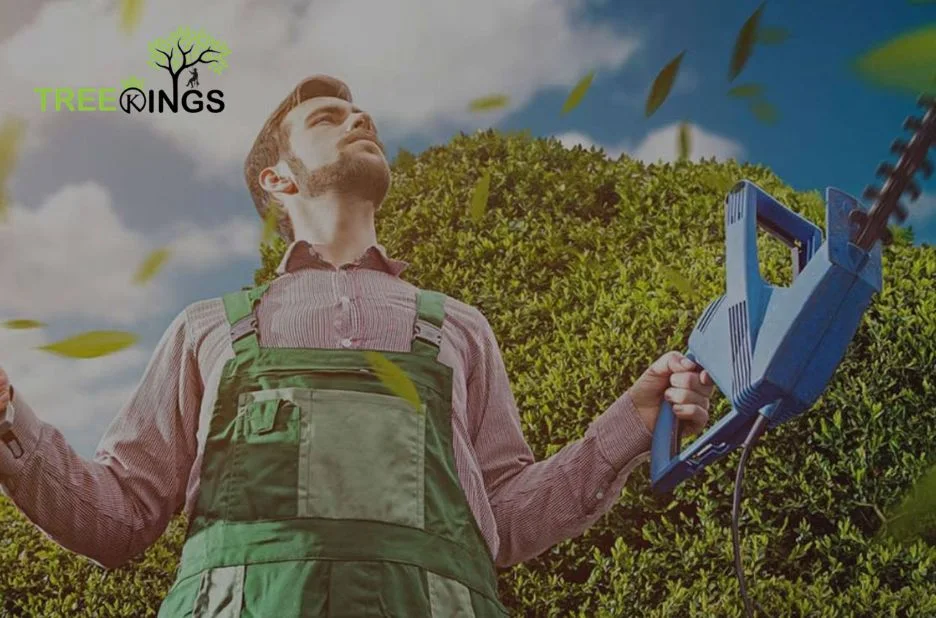 Expert Stump Grinding West Meadows Services for Safe and Efficient Removal Expert Stump Grinding West Meadows Services for Safe and Efficient Removal