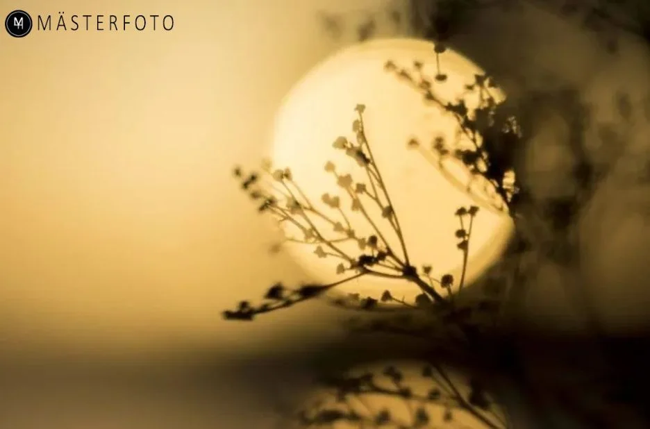 Företagskurs för Fotografering – Utveckla Dina Färdigheter med Mästerfoto Företagskurs för Fotografering – Utveckla Dina Färdigheter med Mästerfoto