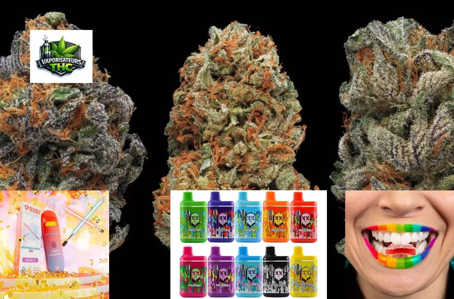 Acheter de l’herbe THC en France : Guide complet pour un achat sécurisé et discret Acheter de l’herbe THC en France : Guide complet pour un achat sécurisé et discret