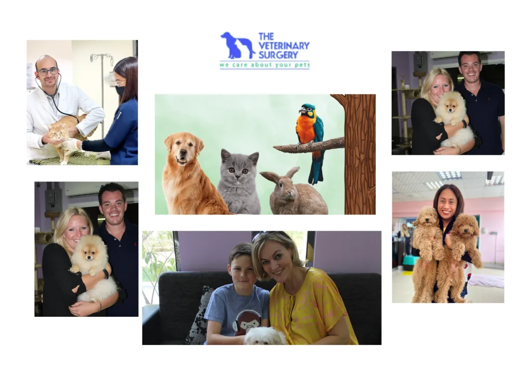 Expert Pet Vet Care Qatar for Healthy and Happy Pets