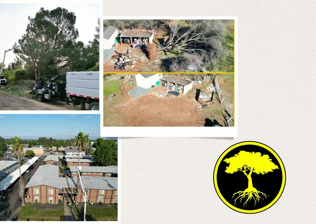 Expert Stump Grinding Services to Enhance Your Landscape and Remove Unsightly Stumps