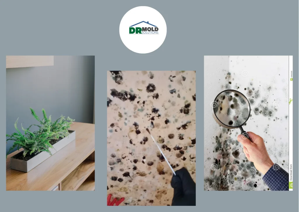 Expert Commercial Mold Testing Tampa Services for Safer Business Environments