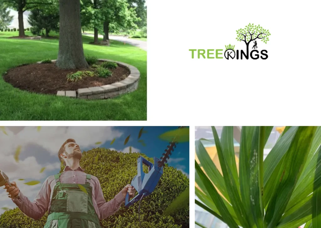 Professional Tree Removal Lalor Services for Safe and Efficient Property Care