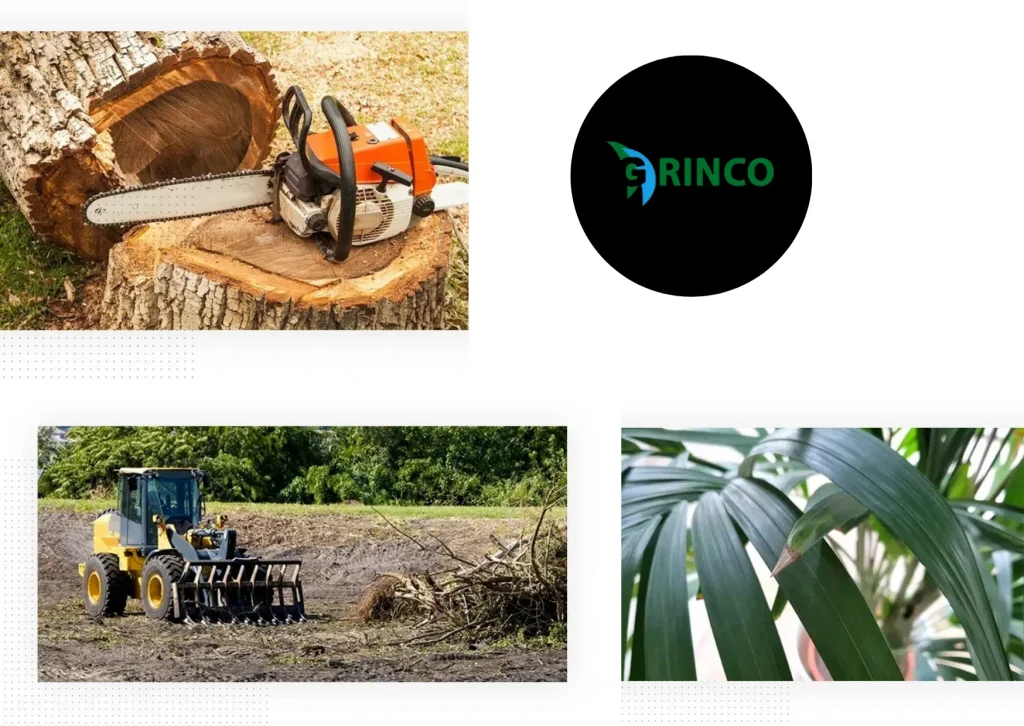 Expert Tree Removal St Albans Services for Safe and Efficient Outdoor Care