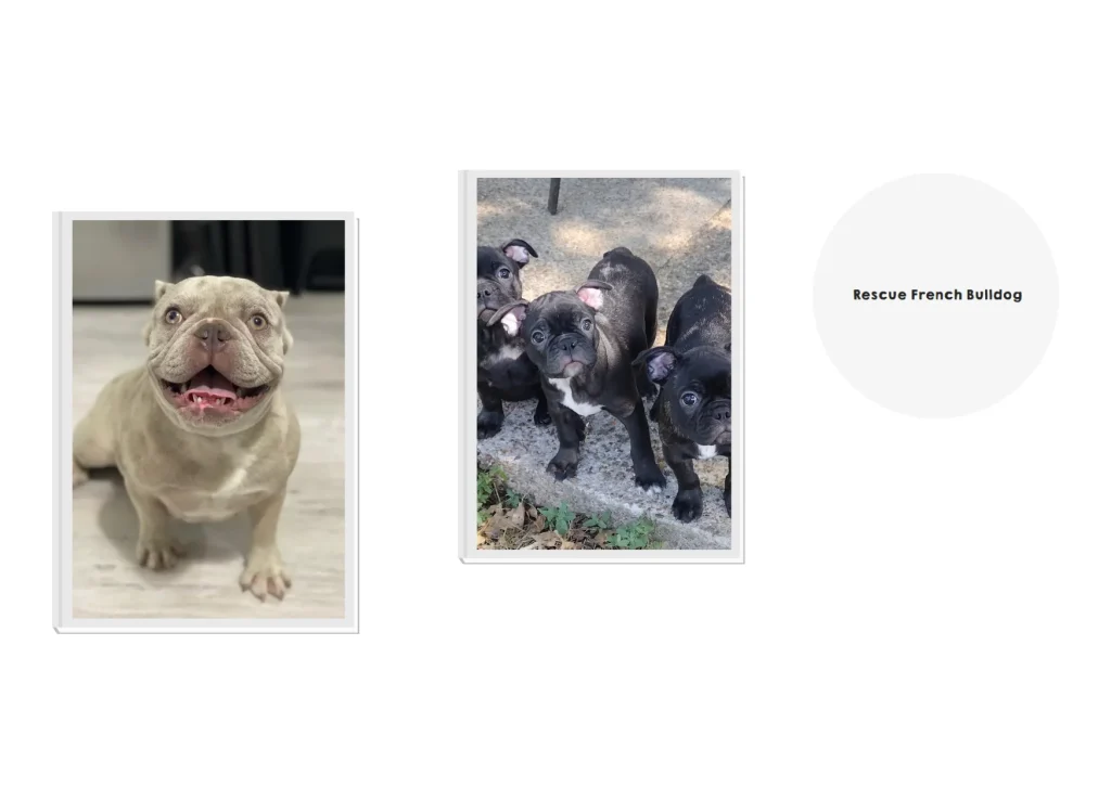 French Bulldog Adoption Guide: How to Find and Care for Your Perfect Rescue Companion